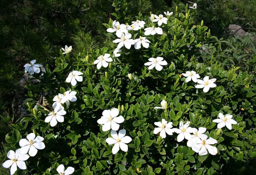 Flor blanca de Gardenia jasminoides abierta entre hojas verdes brillantes