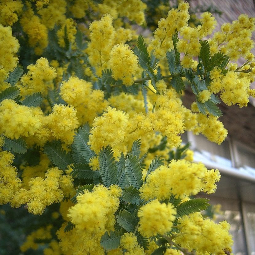 Follaje bipinnado azulado de Acacia baileyana