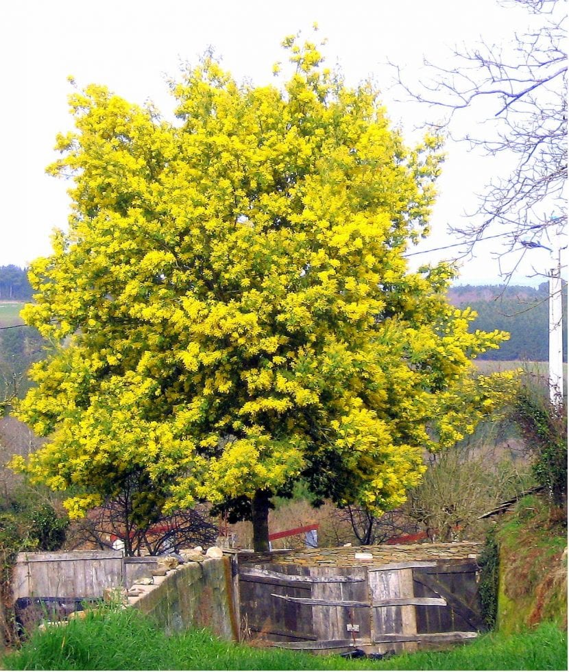 Acacia dealbata en flor a finales de invierno