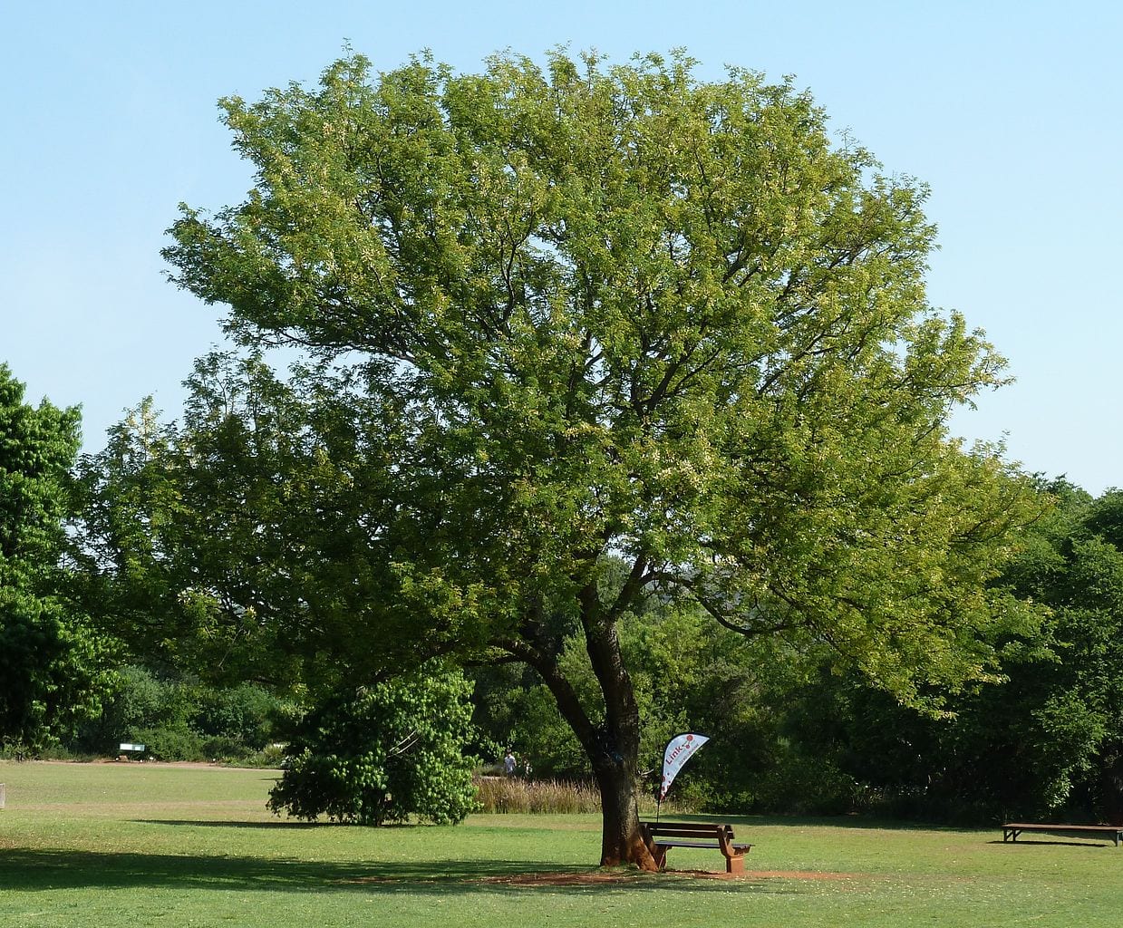 Acacia: características, especies y cuidados del árbol