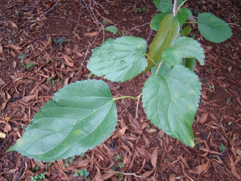 Hoja de morera con el borde aserrado característico