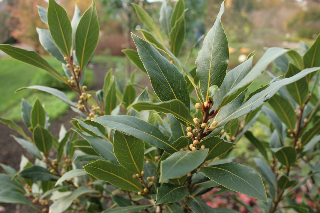 Laurus nobilis, de hoja pequeña y coriácea