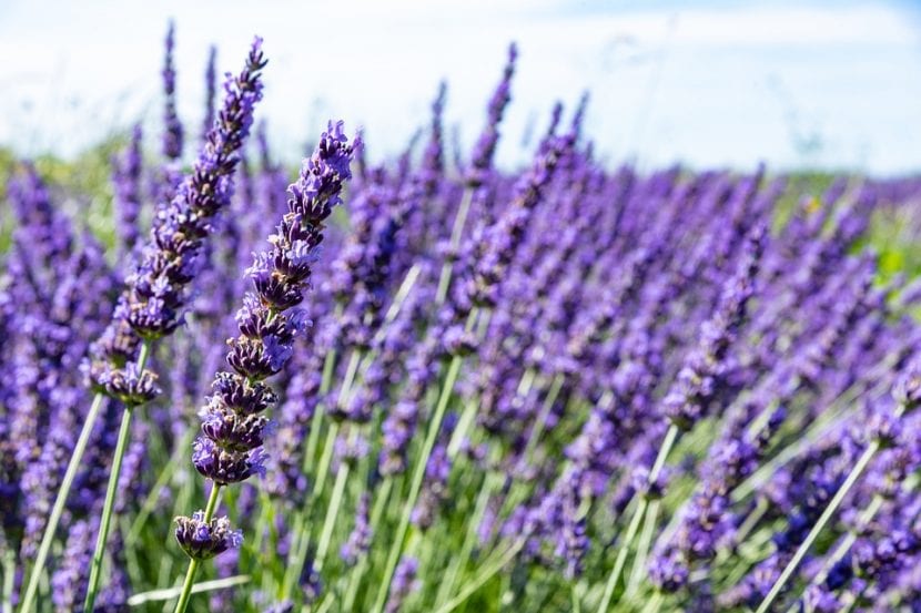 Mata de lavanda en plena floración con espigas moradas
