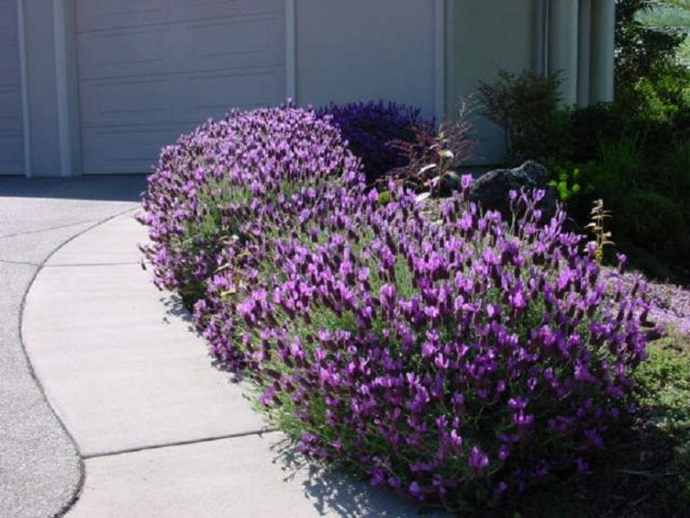 Lavanda cultivada al exterior en pleno sol