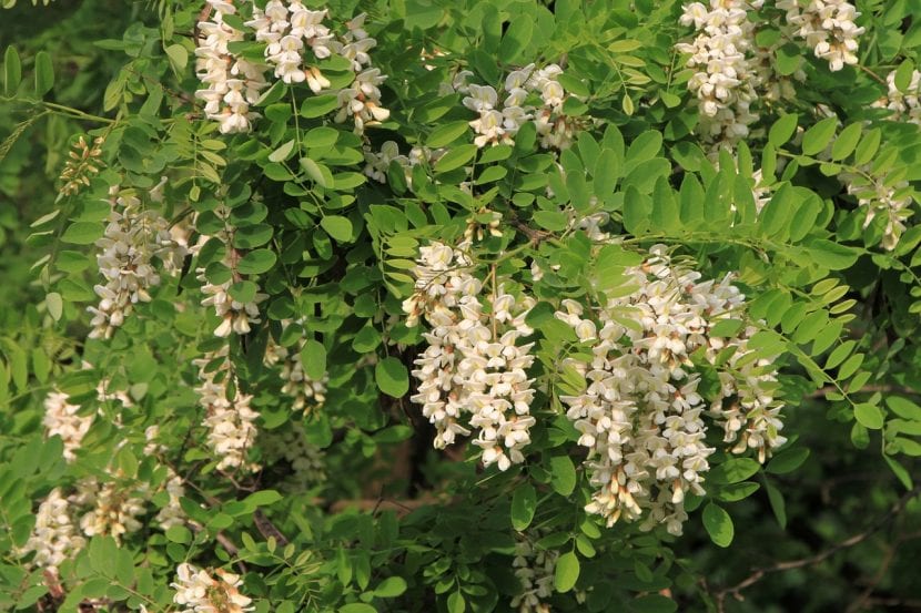 Racimos blancos de robinia en plena floración