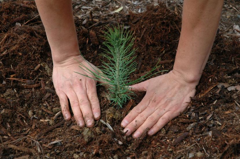 Cuándo plantar árboles y arbustos: calendario por especie