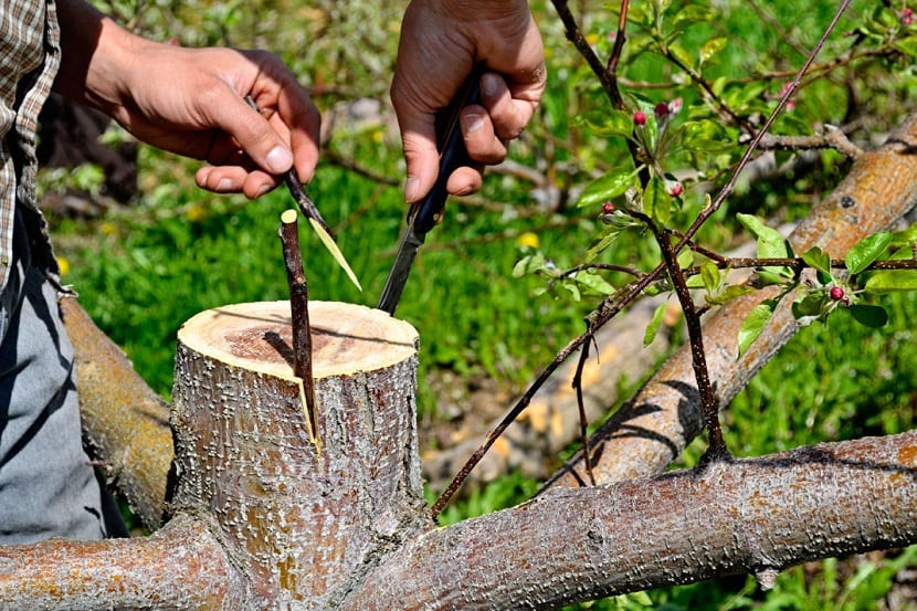 Injerto realizado en una rama de olivo, atado y sellado