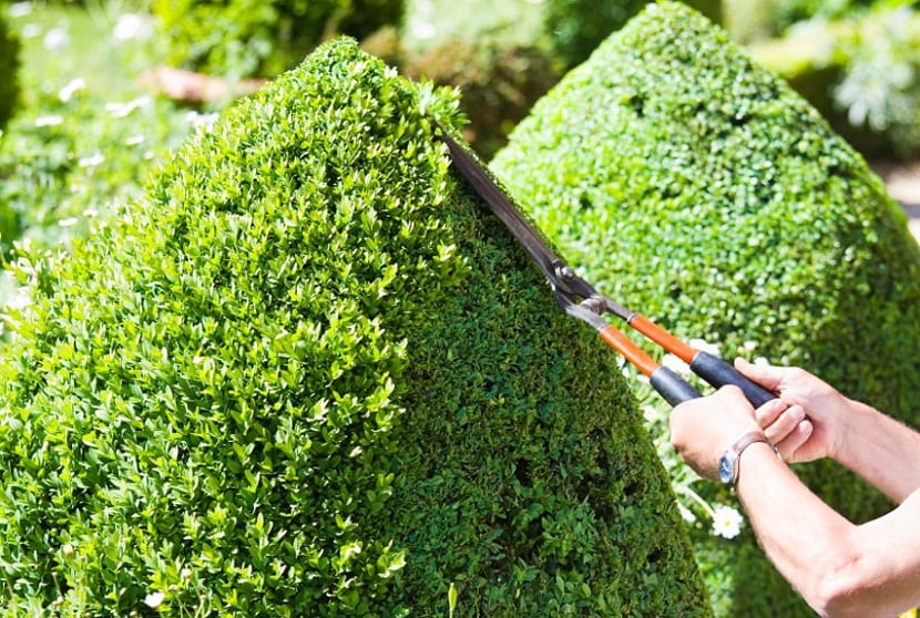 Poda de verano con la planta en plena vegetación