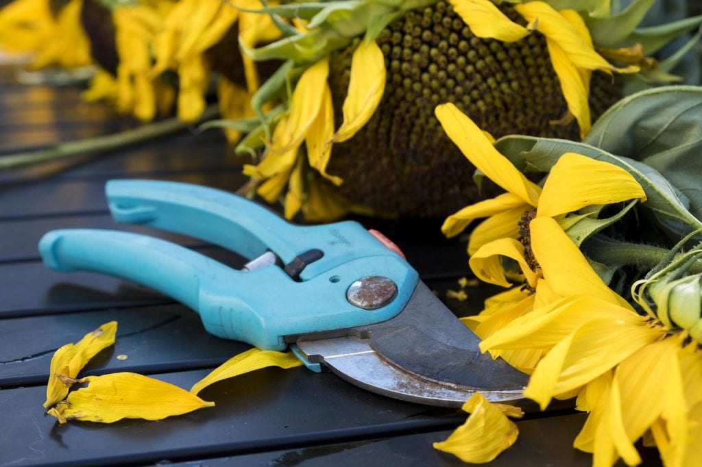 Tijeras de poda para trabajar en la magnolia