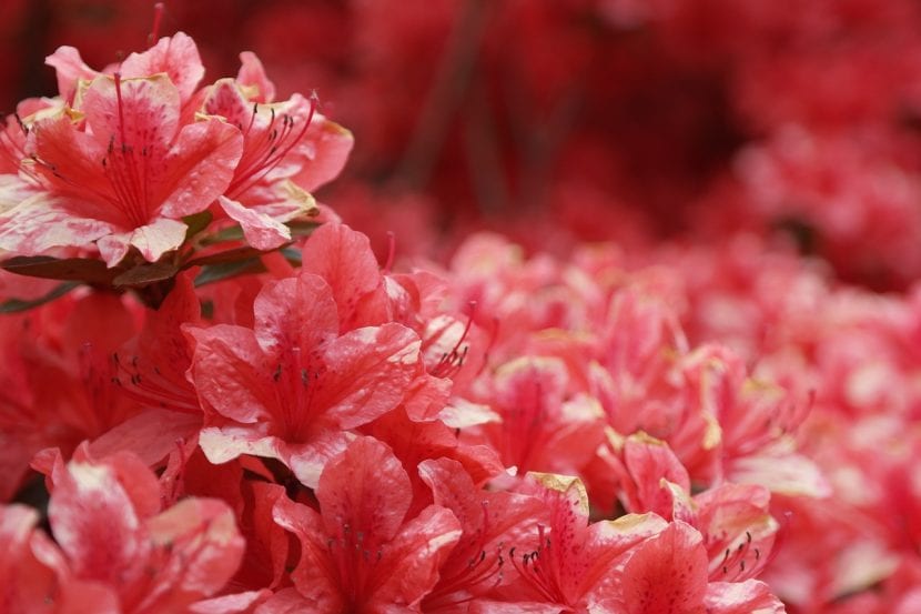 Azalea de flor roja plantada en el jardín