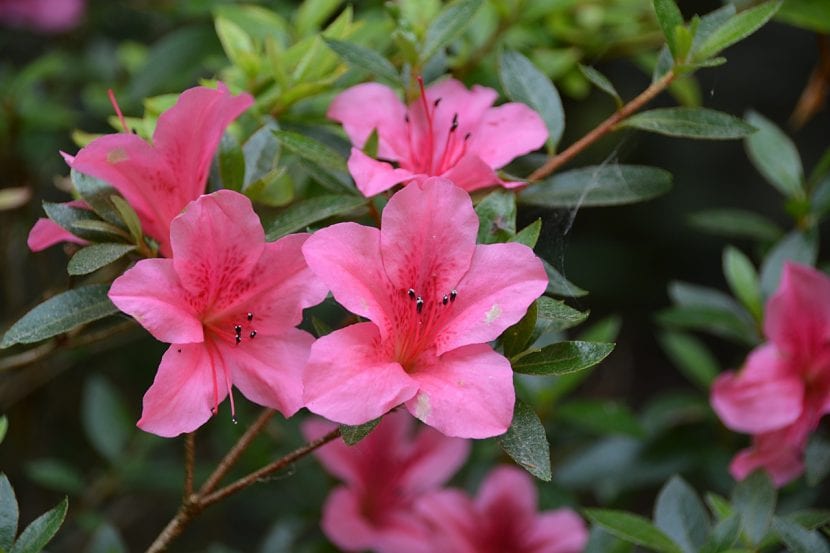 Azalea en plena floración con flores rosadas