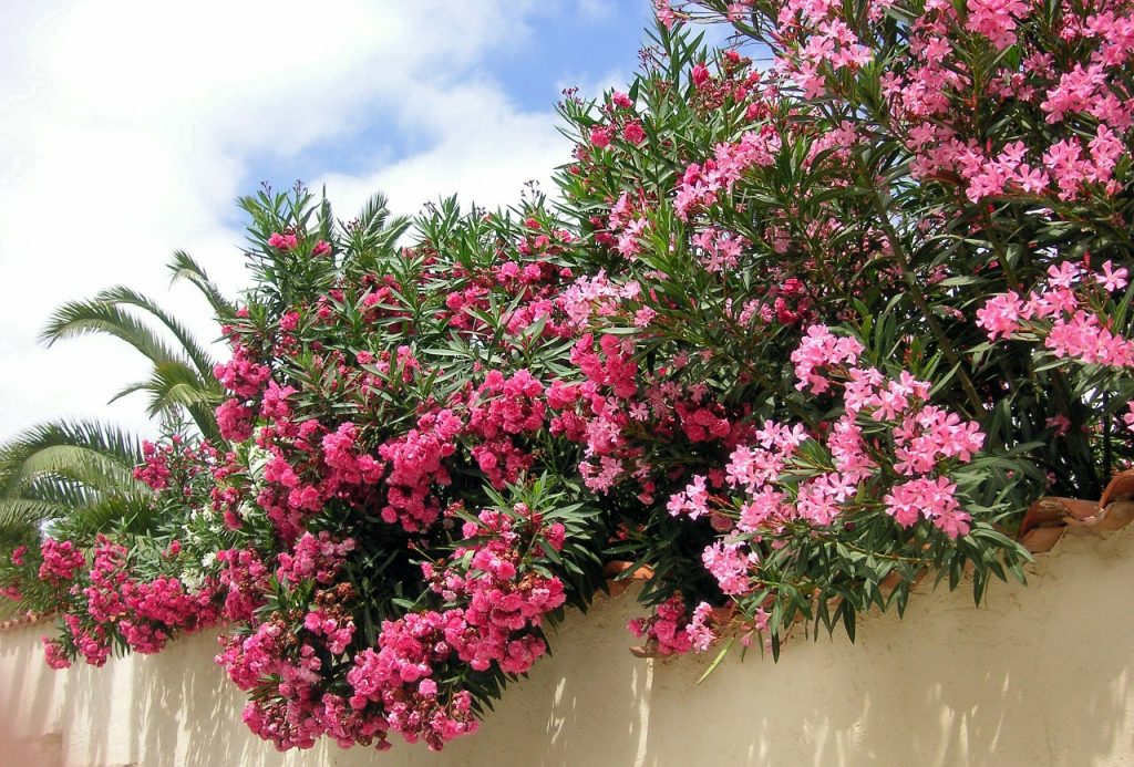 Adelfa en flor con flores rosas