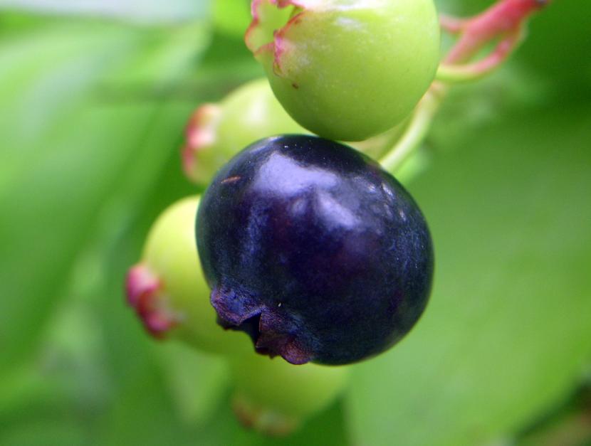 Cuándo y cómo plantar arándanos en jardín o maceta