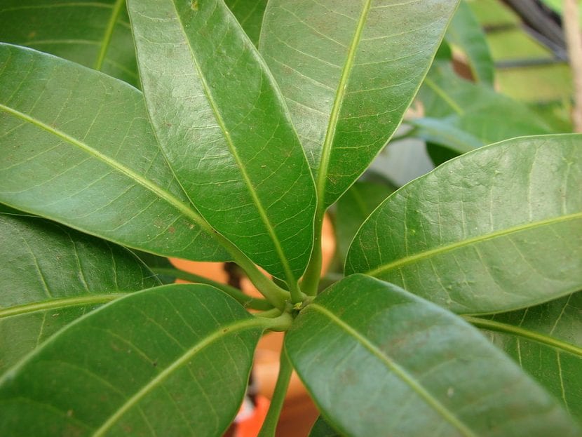 Árbol de mango Mangifera indica con hojas alargadas y copa densa