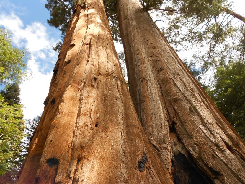 Cuánto vive un árbol: longevidad por especies y cómo calcularla