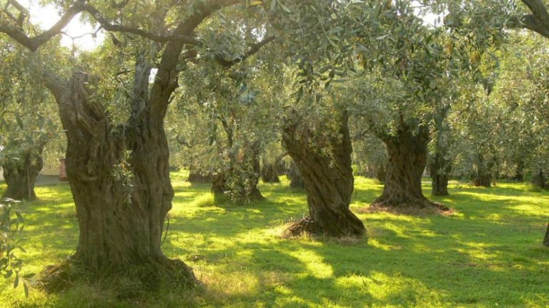 Olivos viejos de tronco retorcido y hueco en un olivar mediterráneo