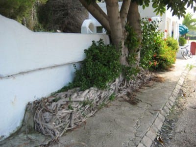 Raíces tablares superficiales de un ficus de gran porte