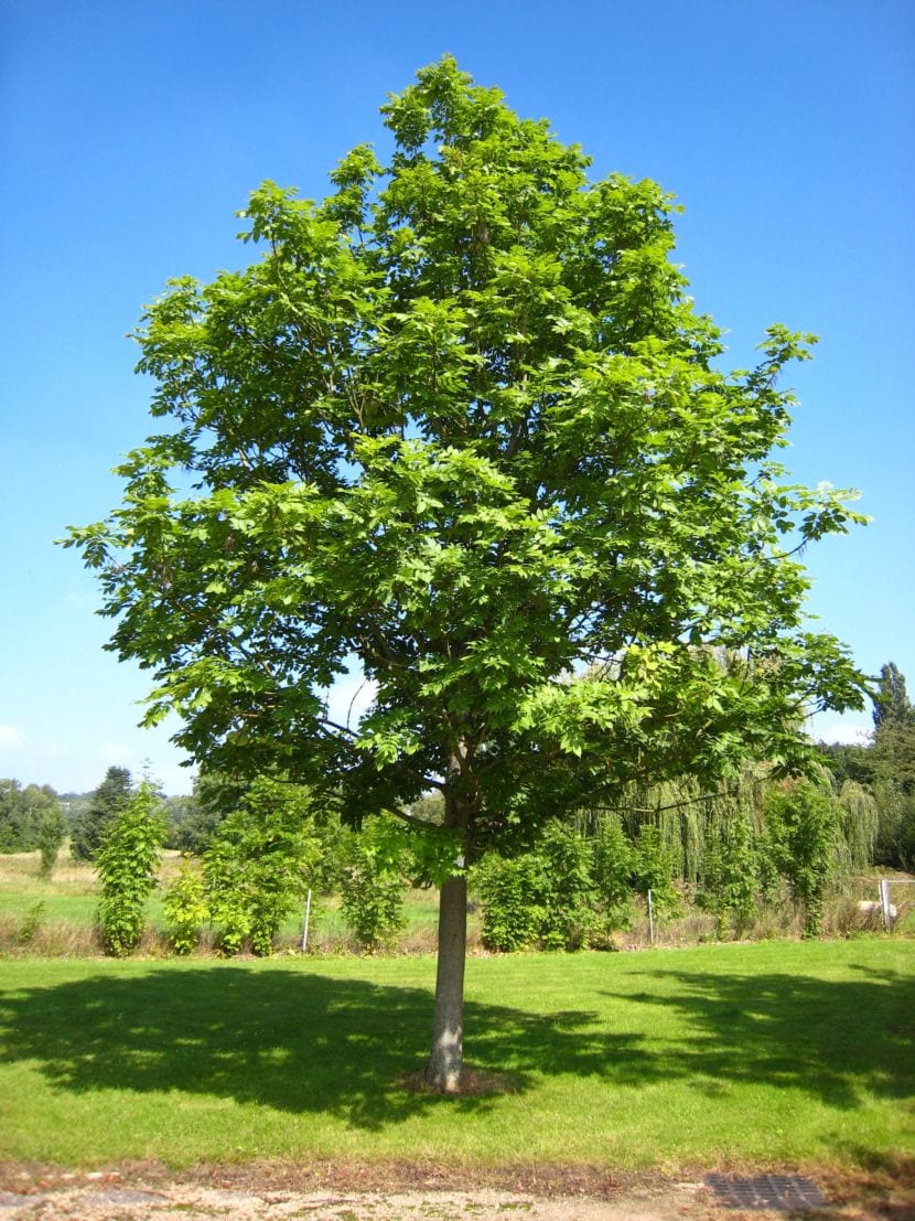 Árboles de raíces invasivas: distancias, daños y qué plantar