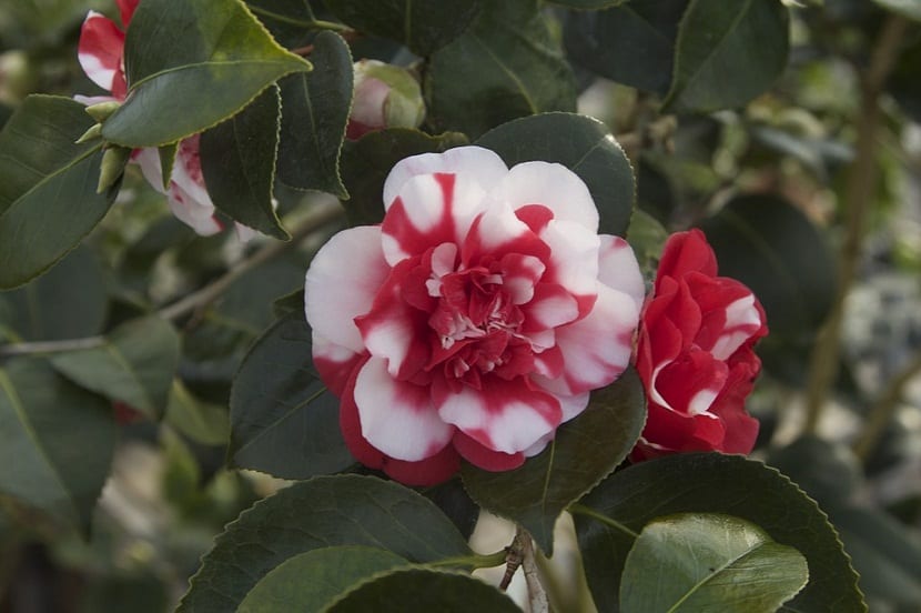 Camelia de Japón en flor