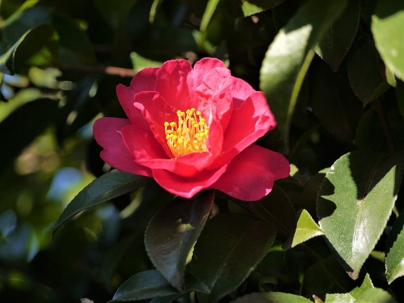 Detalle de la flor de la camelia