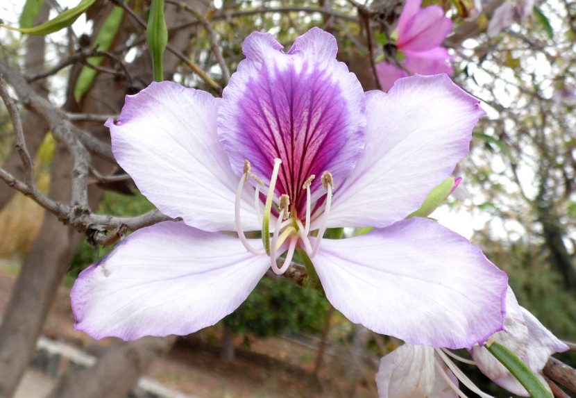 Flores de Bauhinia variegata en primavera