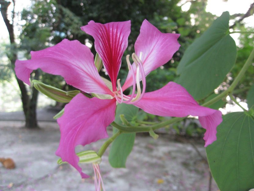 Bauhinia blakeana en flor