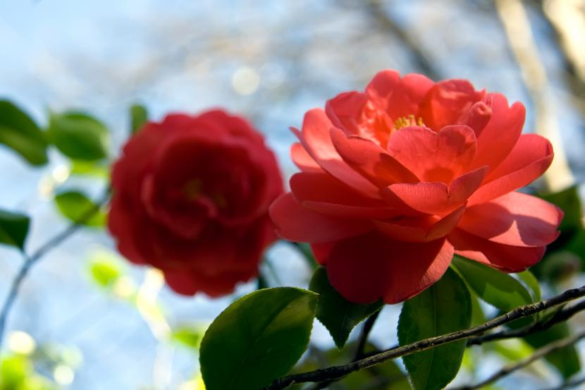 Cuidados de la camelia: riego, sustrato ácido y poda