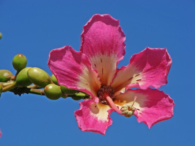 Flor rosada de Ceiba speciosa