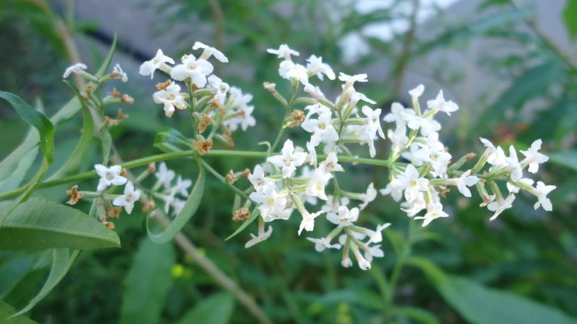 Panícula de flores blanquecinas de la hierba luisa en verano