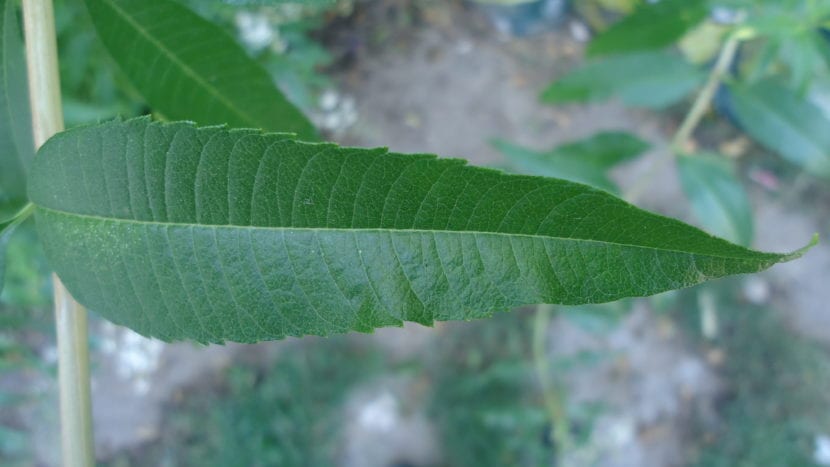 Hojas lanceoladas de Aloysia citrodora, la hierba luisa