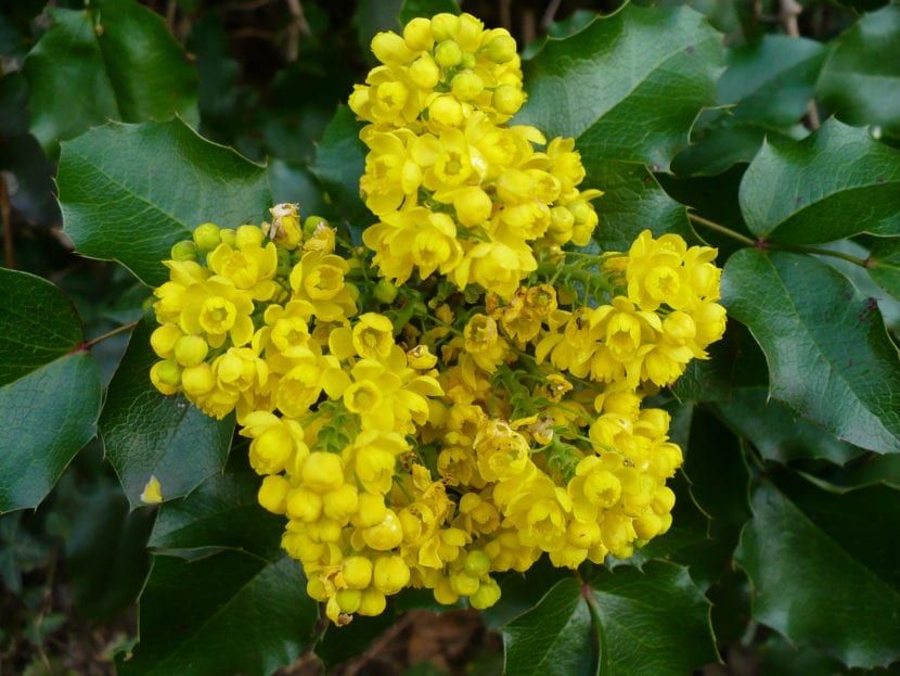 Mata de Mahonia aquifolium con sus hojas compuestas y espinosas