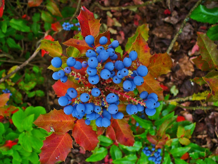 Frutos azulados con pruina de la uva de Oregón