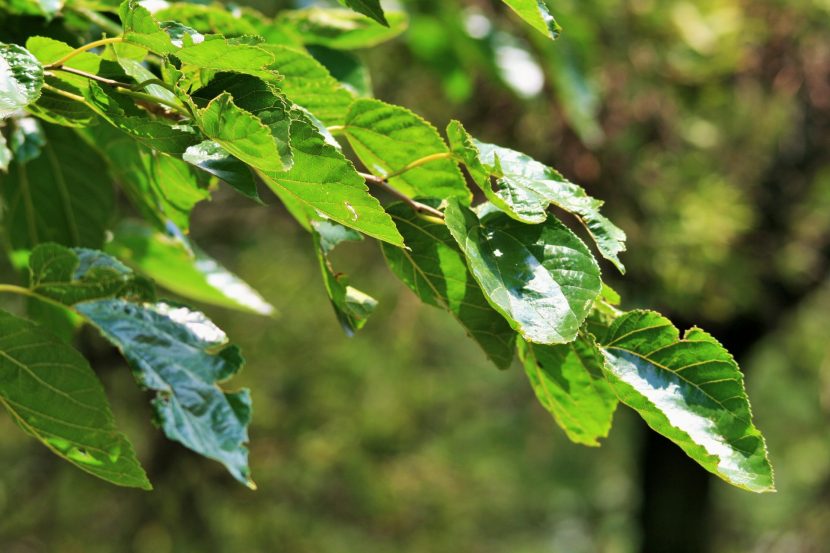 Hojas verdes de morera con nervadura marcada