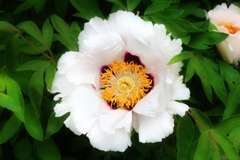 Peonía blanca de flor doble abierta