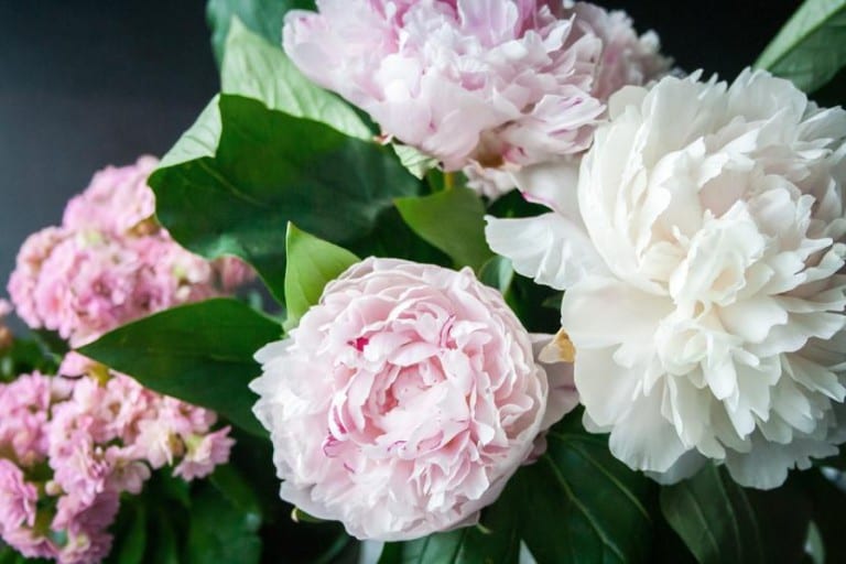 Mata de peonías en flor a principios de mayo