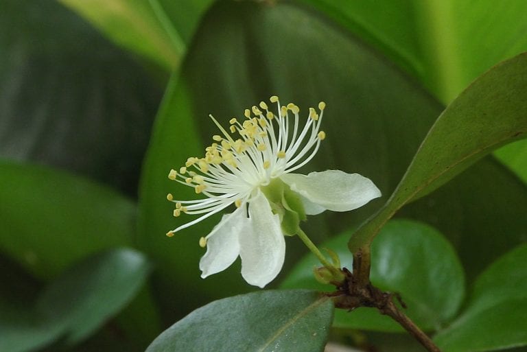Flor blanca de pitanga con sus estambres largos