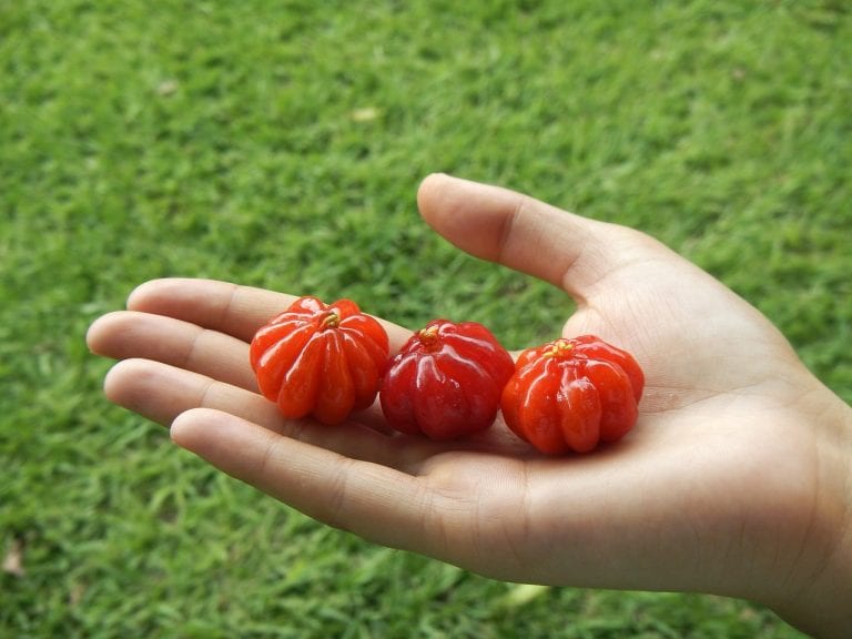 Frutos de pitanga acostillados en distintos estados de maduración