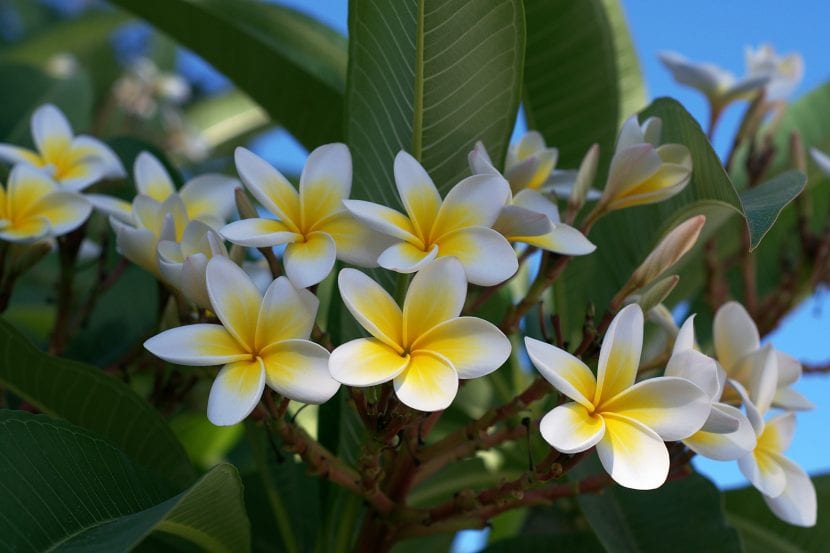 Flores de frangipani con corola blanca y centro amarillo