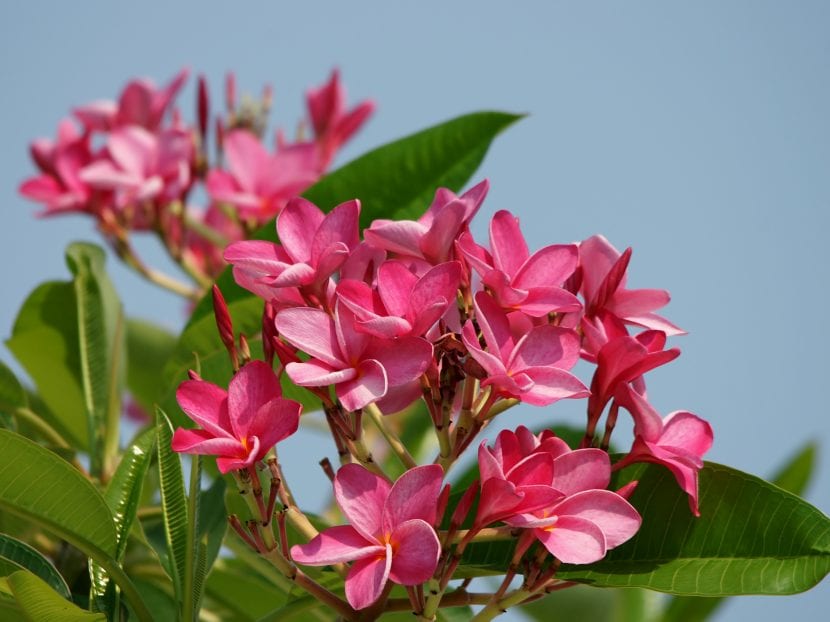 Ejemplar de Plumeria rubra en flor