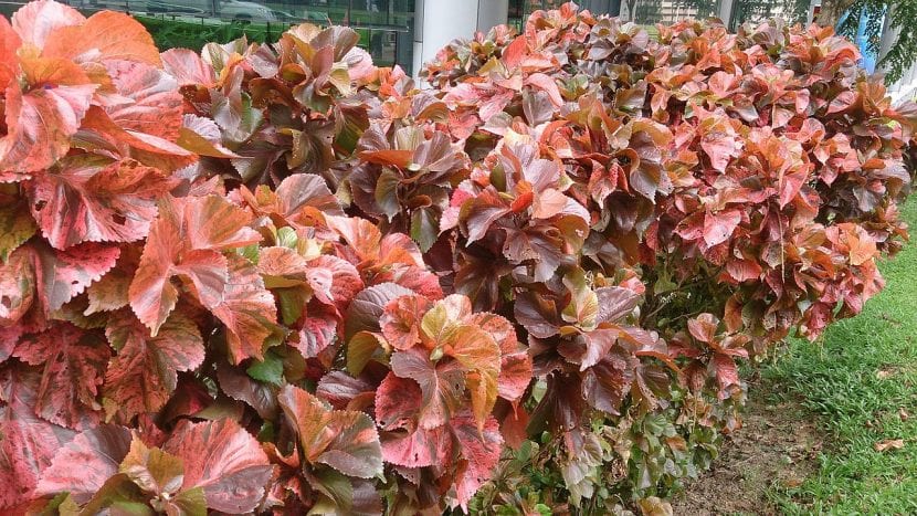 Hojas jaspeadas en tonos cobre y granate de Acalypha wilkesiana Mosaica