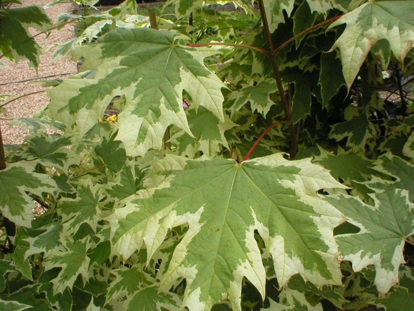 Follaje variegado del cultivar Drummondii de Acer platanoides