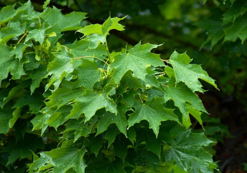 Ejemplar adulto de arce de Noruega, Acer platanoides, con la copa redondeada