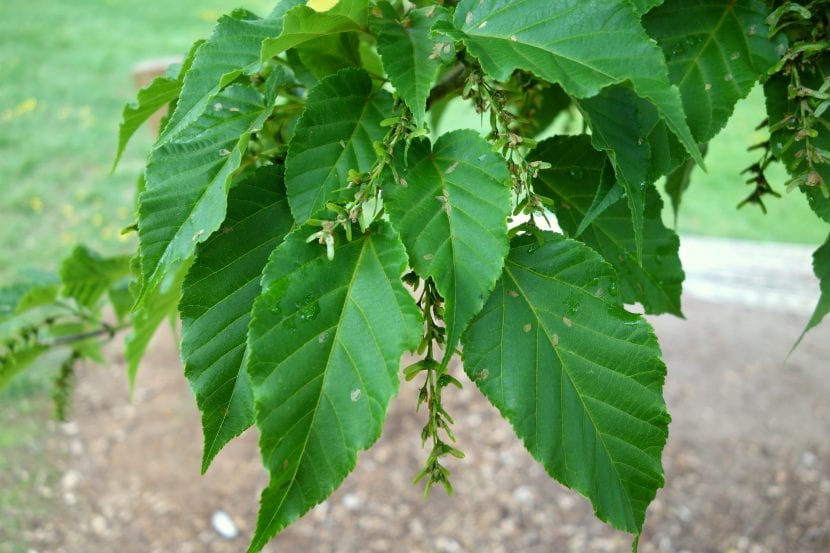 Ejemplar de Acer davidii o arce de piel de serpiente