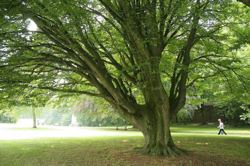 Ejemplar de Carpinus betulus 'Fastigiata' con copa oval compacta