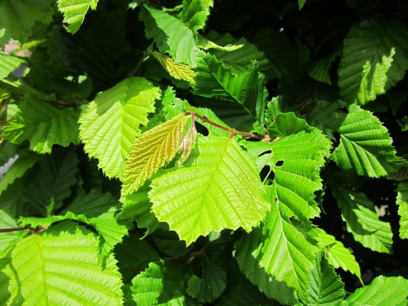 Hojas de Carpinus betulus con nervadura marcada y borde doblemente aserrado