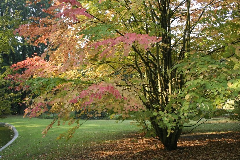 Ejemplar adulto de Cercidiphyllum japonicum o árbol de Katsura