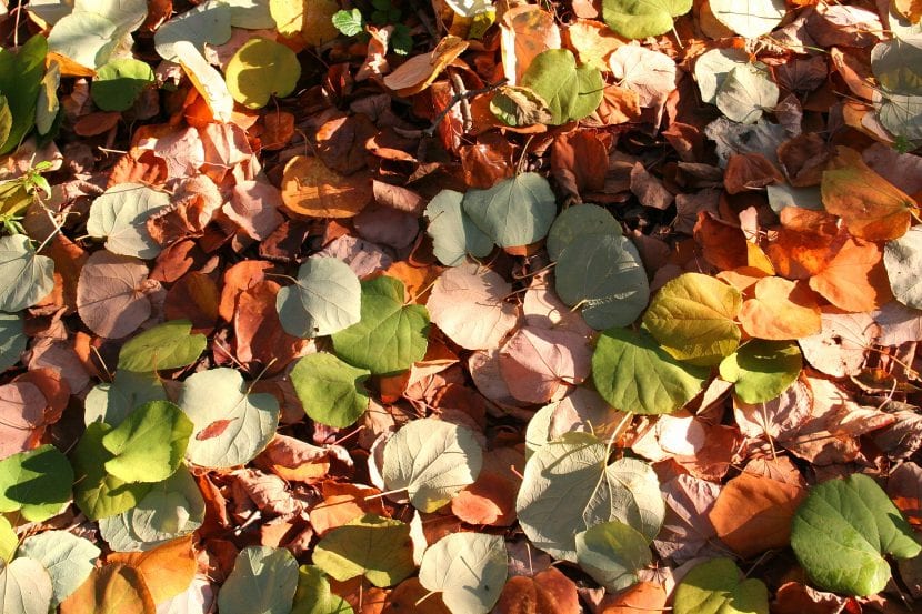 Hojas de Cercidiphyllum japonicum caídas en el suelo en otoño