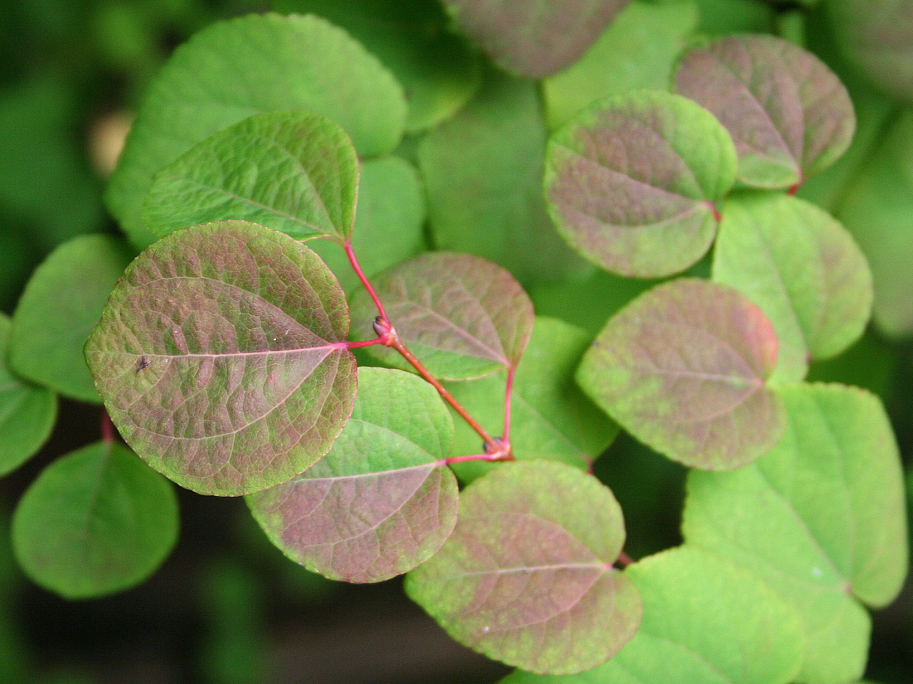 Cuidados del árbol de Katsura (Cercidiphyllum japonicum)