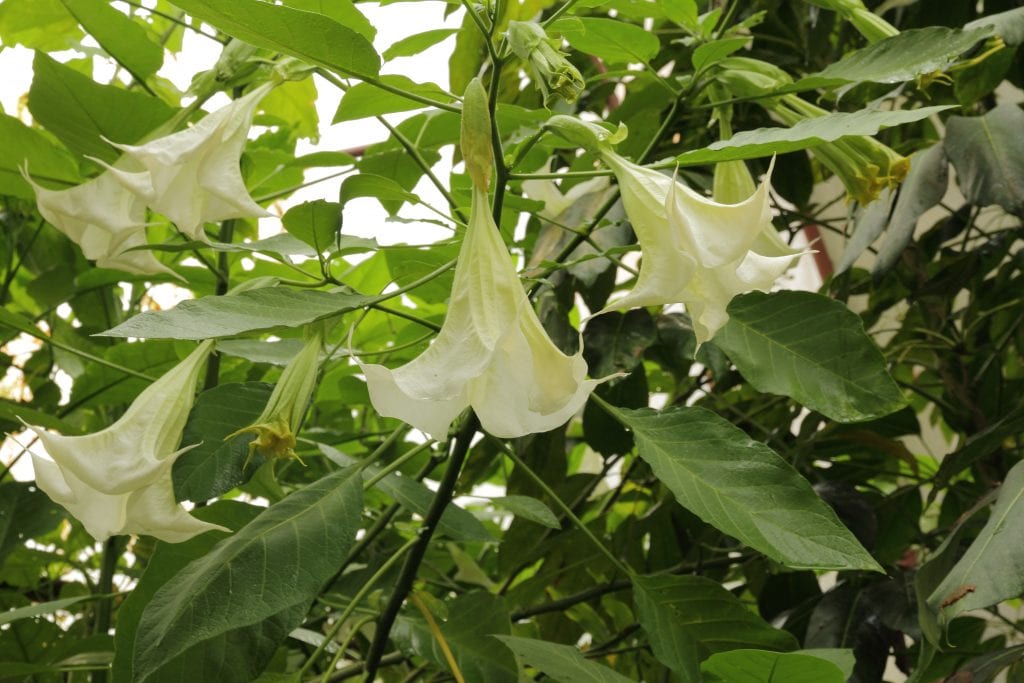 Floripondio (Brugmansia): cultivo, poda y toxicidad