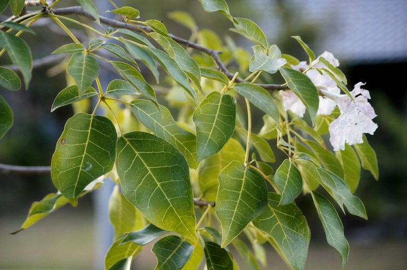 Hojas palmeadas características del lapacho